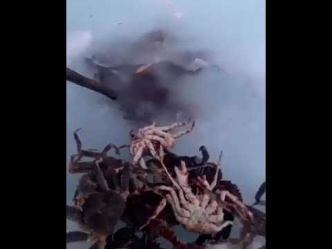 Добыча краба в Охотском море зимой