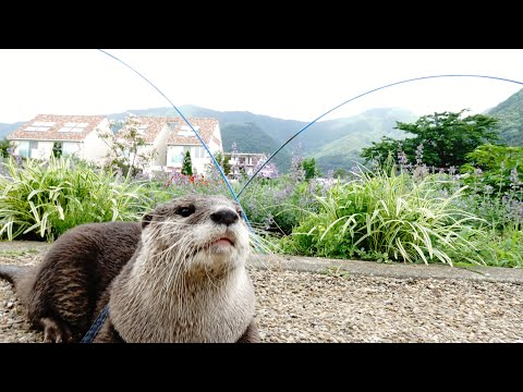 Aty's Adventure! Explore the lake at the foot of Mt. Fuji! [Otter life Day 284]【カワウソアティとにゃん先輩】