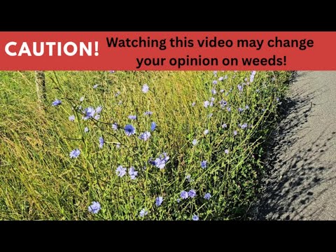 Chicory!  A familiar roadside "WEED" with an incredible history!