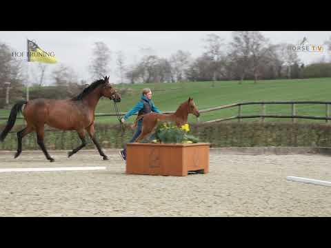 Hof Brüning - Epleaser - Comme il faut, Hengst, geb 2021