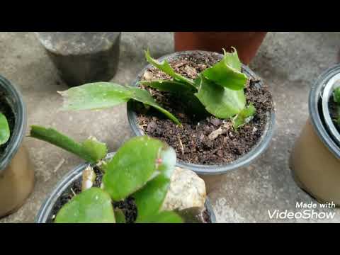 クリスマスサボテンのための天然肥料：豊かな開花のための4つの自家製レシピ  庭園