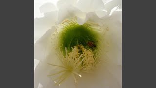 Love Love Love (Emi&#39;s Song) Remix