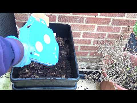 Easy Fishing Save ££££’s Breed Your Own Worms