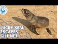Lucky Seal Escapes Gill Net