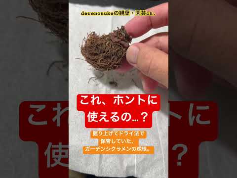 園芸 ナポリシクラメン、カーペットを敷くような美しい球根植物