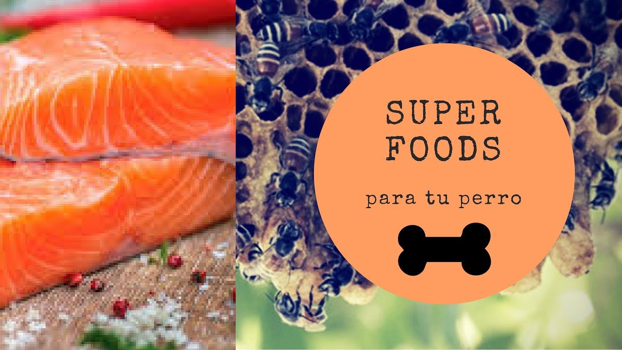 Watch Salmón para perro (dieta cruda) Now Salmón para perro (dieta cruda)