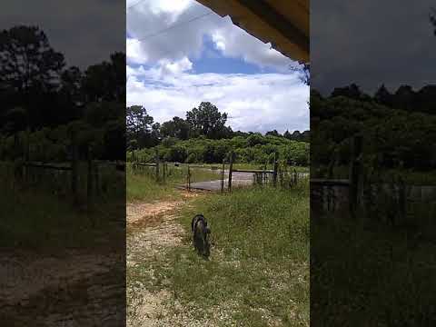 Sheriff Klansman and killer's driving fast like it's the German autobahn no speed limit