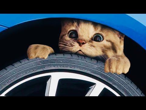 Animated Little Kitten friends Adventure - Preschool and kindergarten learning Cartoon #1110