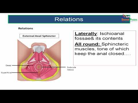GROSS ANATOMY OF ANAL CANAL