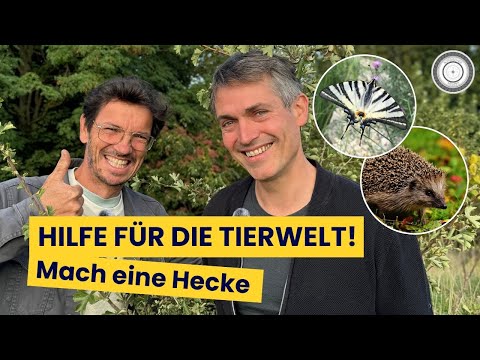 Native wild shrubs are so valuable - How to use them - Important tips and information