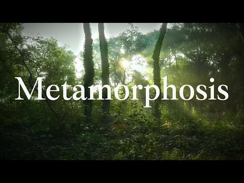 Metamorphosis