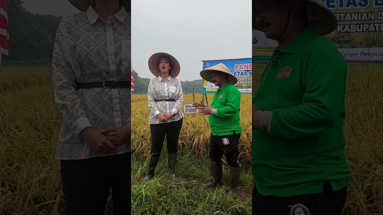 Bupati Situbondo Panen Padi BK Situbondo 01 Agritan