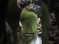 Big Ass Aunty Saree Love