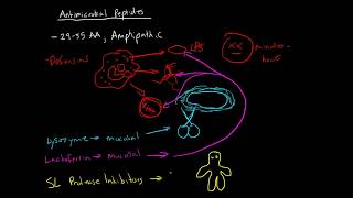 Immunology - Antimicrobial Peptides