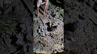 Download lagu mysterious bird's nest #explore #nature #nest #shortvideo #wildlife #animals #birds mp3