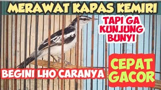 Download lagu GETTING TO KNOW THE KAPASAN KEMIRI BIRD AND HOW TO CARE FOR IT SO IT COME SINGS QUICKLY mp3