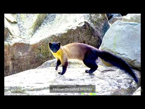 Sattal Trip For Birds