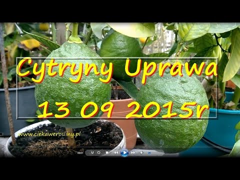 102. Cytryna skierniewicka. Kolejne owoce, cytryny na krzaku 13 09 2015r