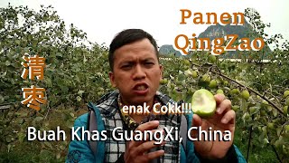 preview picture of video 'Panen Buah QingZao 清枣Khas GuangXi ||Vlog --di 广西 province in south China'