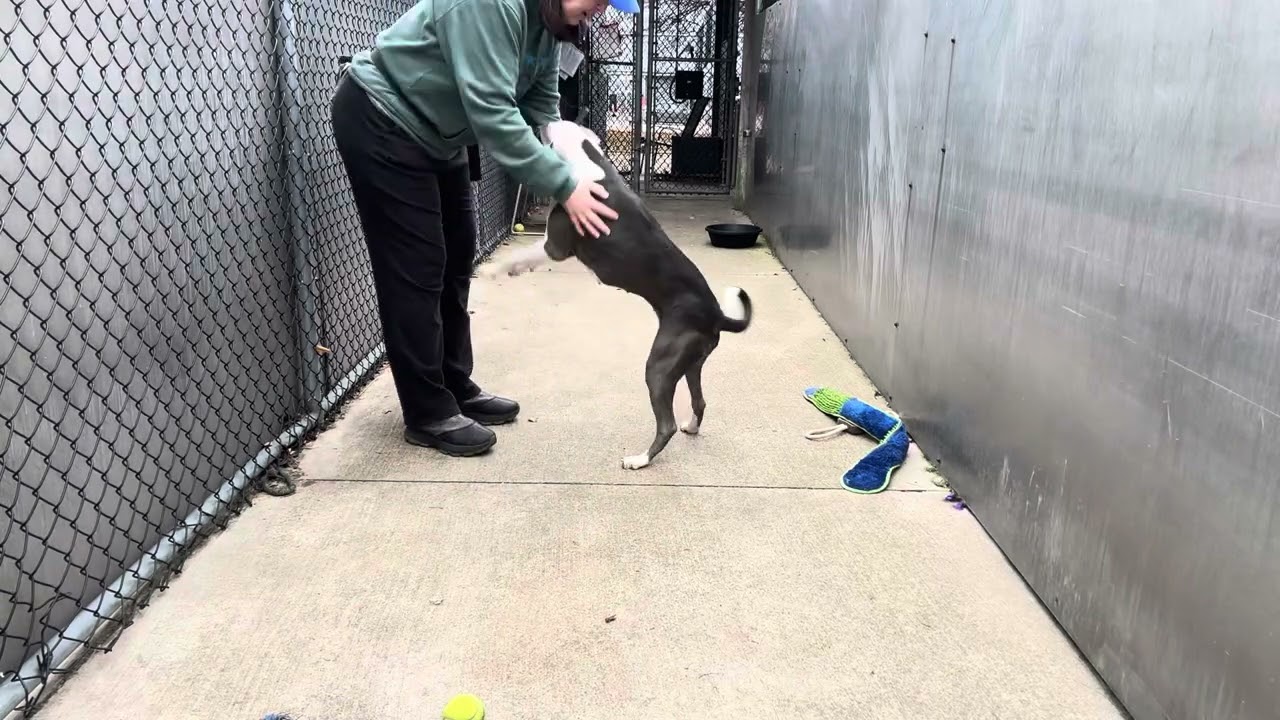 Dolphin video preview