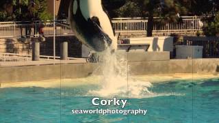 // Happy Corky Month //