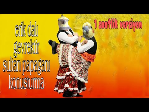 Erik Dalı Gevrektir Melodisi Sultan Papağanı, Muhabbet Kuşu eğitim ve konuşturma