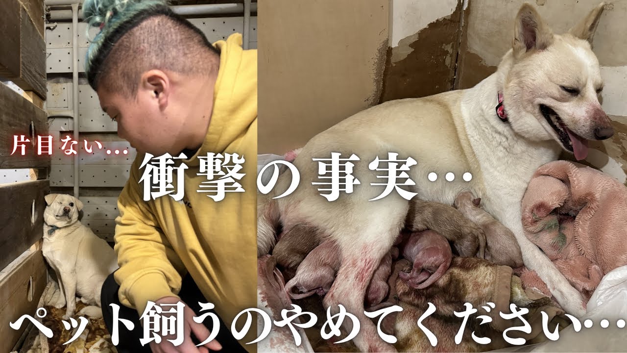 【殺処分の現実】生きる権利を失った犬の運命...命をつなぐ現場に一日密着しました