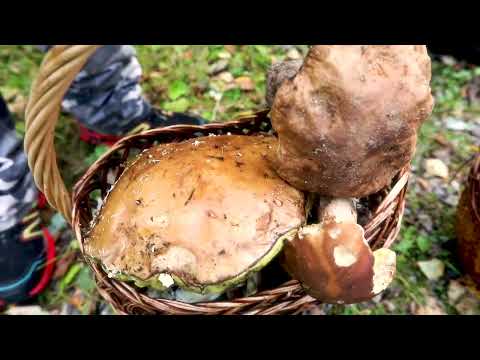 Raccolta Funghi in Finlandia