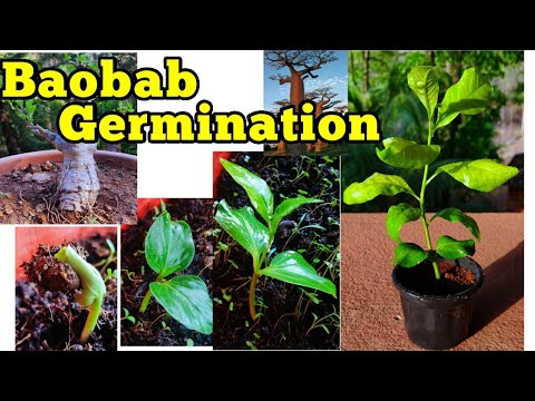 Baobab seed germination trick (Adansonia digitata /गोरखचिंच) gardening video no 5