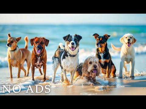 Un Dia Ideal - Musica para Mascotas
