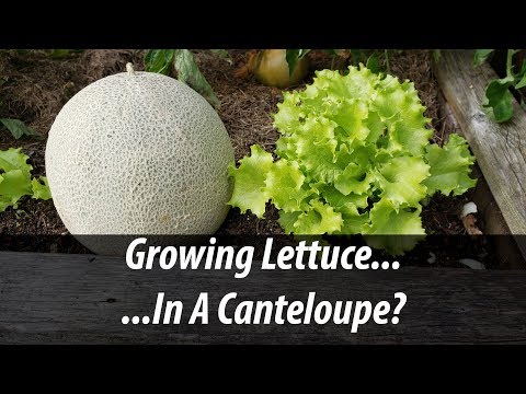 Growing Indoor Ginger Sprouted From Store Bought 2020