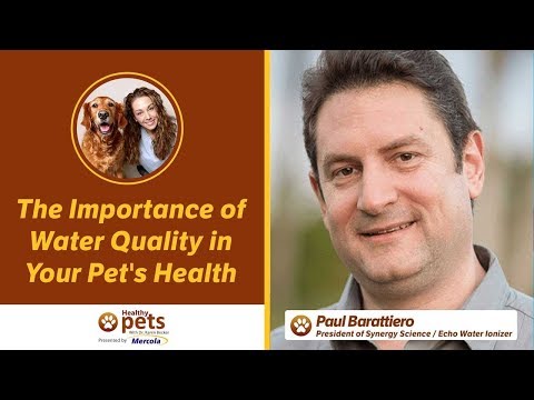 The Importance of Water Quality in Your Pet's Health