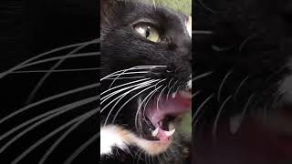 もうわワケわかんねぇぐらい至近距離でベロベロ👅【まるみ】#ねこ #猫 #猫のいる暮らし