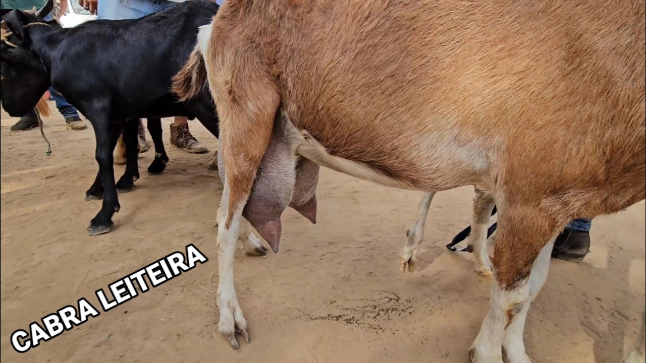 BODE DE 50 REAIS NA FEIRA DE Sta.C.C-PE 16/12/2024