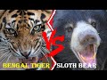 Bengal Tiger VS Sloth Bear Bengal Tiger VS Sloth Bear Who Would Win