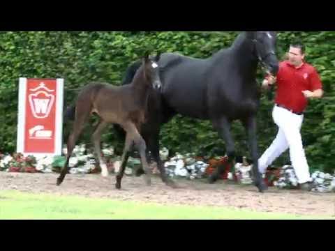 127 Brilliant Classics Stute v. Buckingham - San Amour I