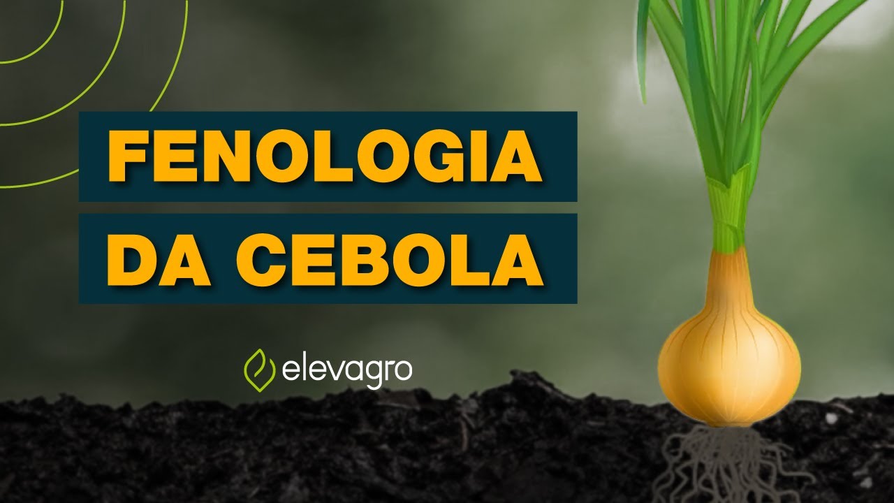 Fenologia da cebola