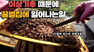 미처버린 낮기온에 겨울 식량 줘도 안먹고 출산만 하는 꿀벌들