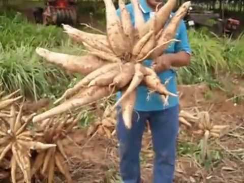 หลักสูตรของการรักษาความอ่อนแอในผู้ชาย ความดันโลหิตสูงและความแข็งแรง