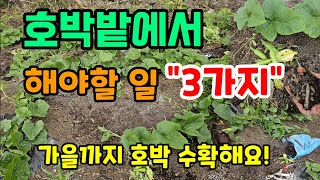 호박밭에 장마전 꼭 해야할일 3가지 호박이 주렁주렁 달려요 지금안하면 후회합니다 #호박농사