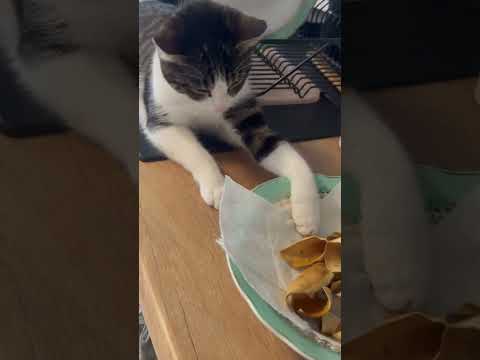 Here's what happens when you leave Kiki alone for a few seconds 😂#fyp #cat kitten #catlover