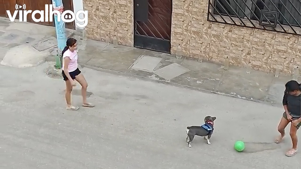 Little Dog Make a Spectacular Soccer Play || ViralHog