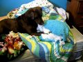 Dog Kills Pillow