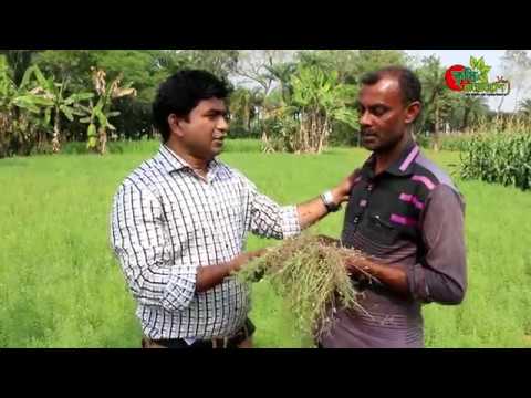 ১০০ দিনে খরচের ৩ গুন লাভ- বিনা মসুর -০৮ চাষ করুন-বুদ্ধি খাটান