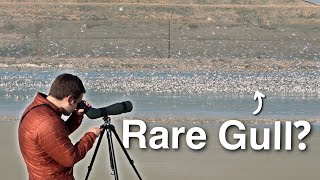 Will Winter Birding Produce A Mega Rare Bird?