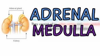 The Endocrine System: Adrenal Glands - Adrenal Medulla - Explained in 1 Minute