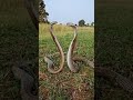 Discovery Snake Animals Forest Forest Discovery