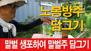 말벌 생포하여 말벌주 담그기