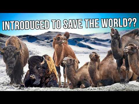 American Bison and Mongolian Camels Were Set Loose in Siberia - Here's Why
