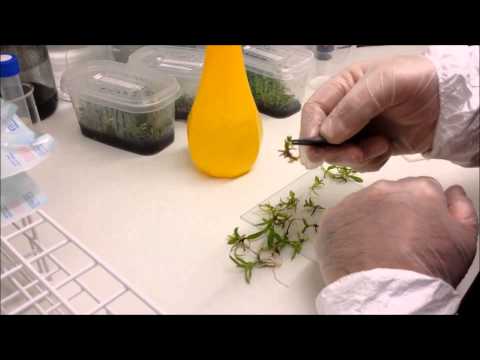 Re-plating Cattleya jenmanii seedlings from mother flask to individual flasklette